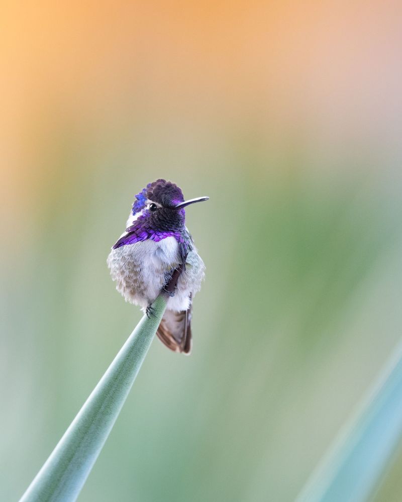 Reliable Nectar Gives Costa's Hummingbirds A Reason To Return
