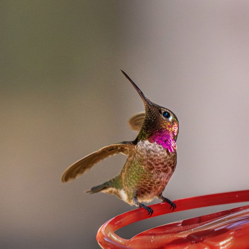 Reliable Nectar Gives Them A Reason To Return Reliable Nectar Gives Them A Reason To Return