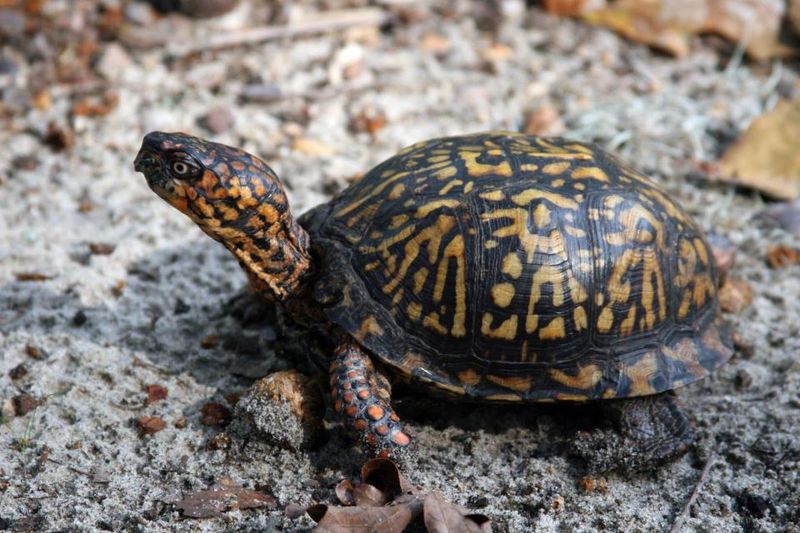 Relocation Can Disrupt the Turtle's Routine Relocation Can Disrupt the Turtle's Routine