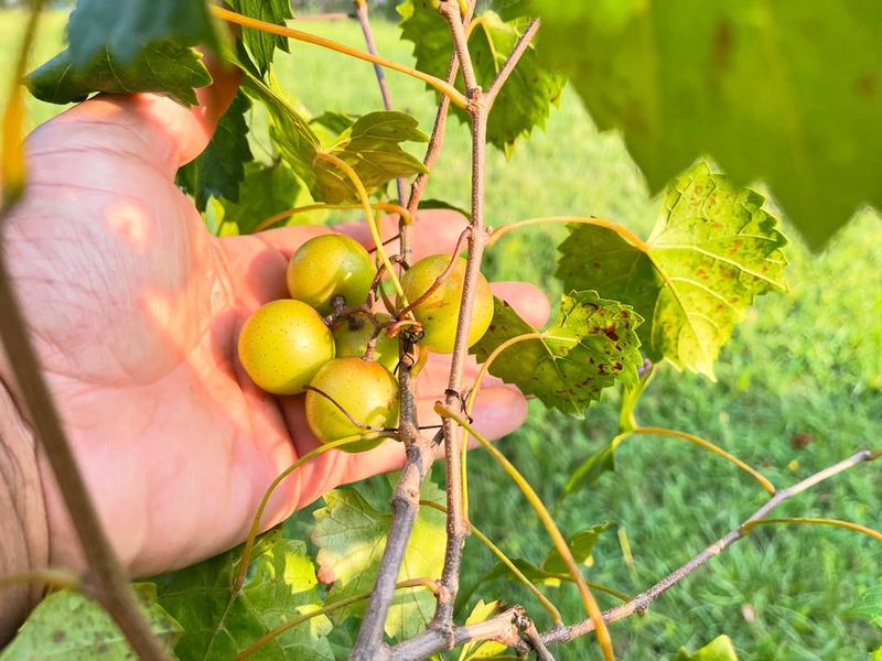 Remaining Clusters Still Need Healthy Leaves Remaining Clusters Still Need Healthy Leaves