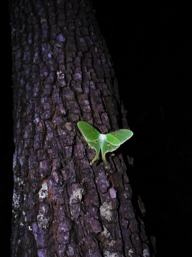 Remember Adult Luna Moths Do Not Feed Remember Adult Luna Moths Do Not Feed