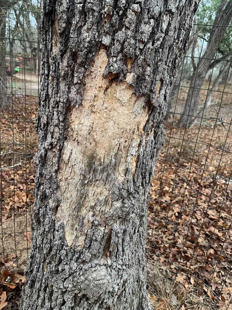 Remember Oak Wilt Timing Is Different