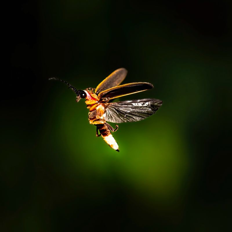 Remember Peak Firefly Season Comes Earlier Remember Peak Firefly Season Comes Earlier