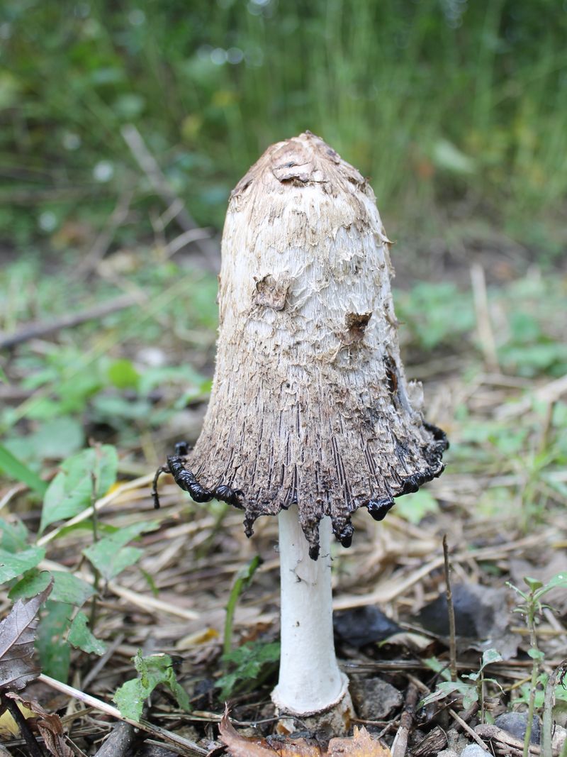 Remember The Fungus Was Already Below Remember The Fungus Was Already Below
