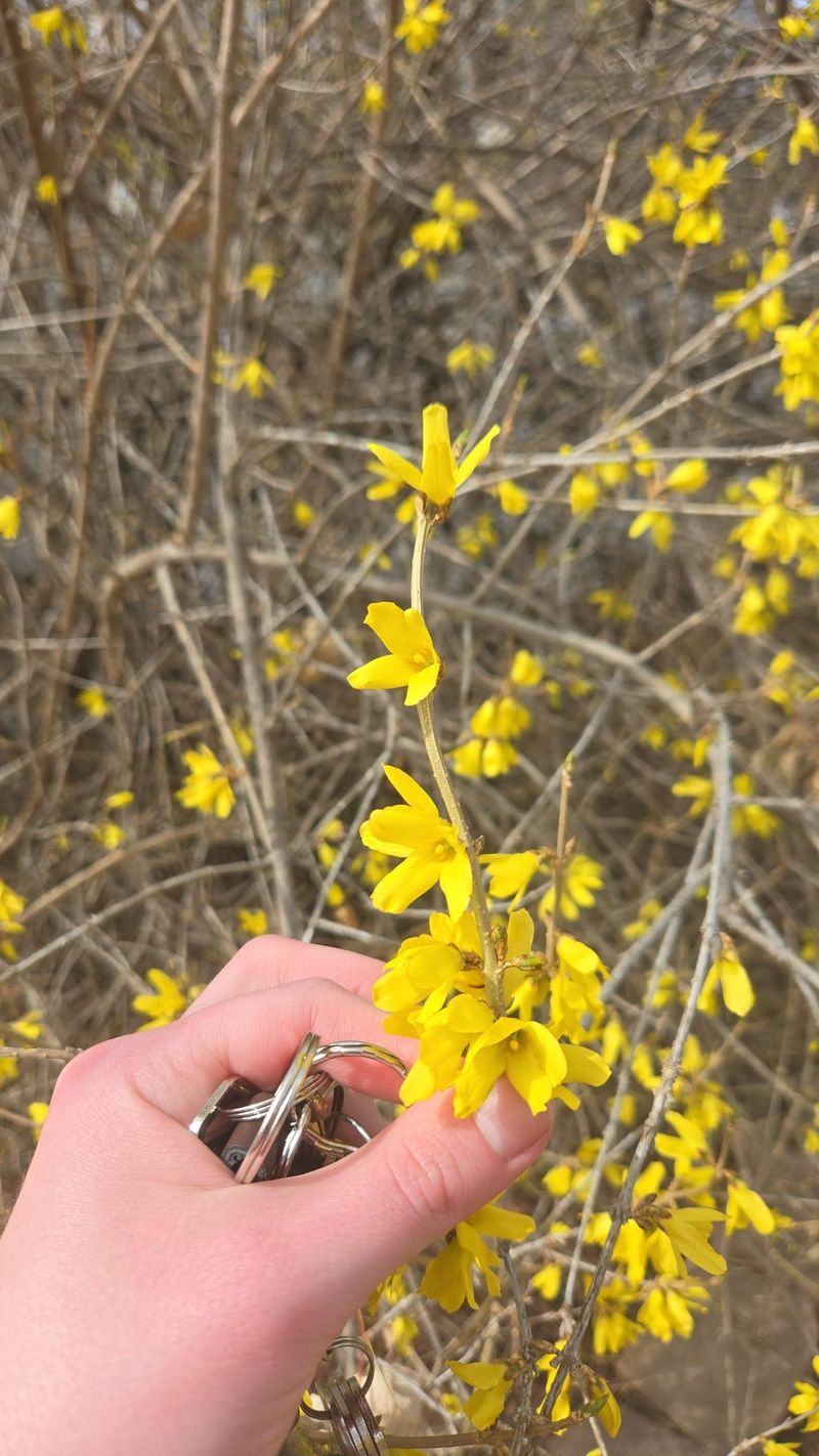 Remember The Spring Pruning Rule