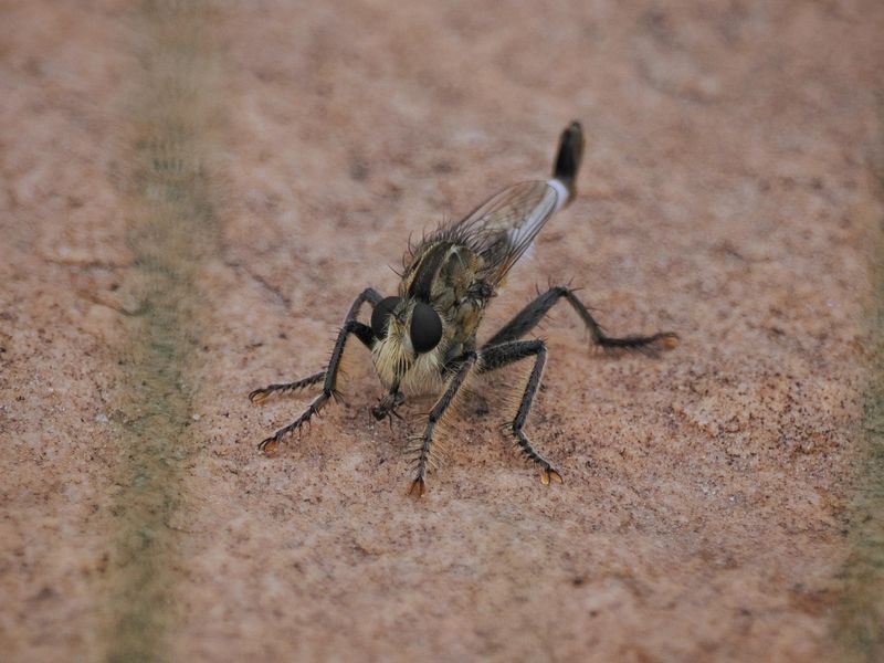 Remember They Hunt Helpful Insects Too Remember They Hunt Helpful Insects Too