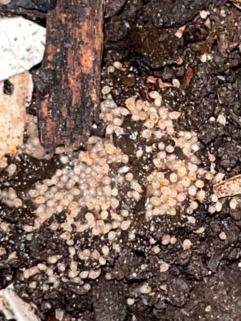 Remember Tiny Cocoons Travel Unseen Remember Tiny Cocoons Travel Unseen