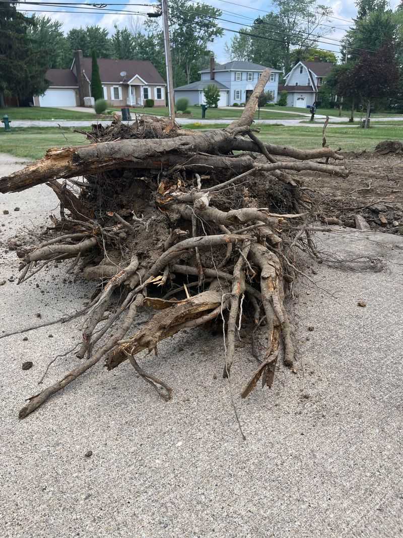 Removal Costs And Timing Homeowners Should Know