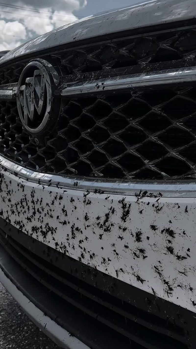 Removal Methods That Protect The Clear Coat