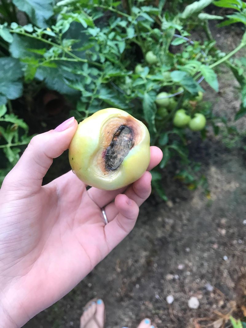 Remove Affected Fruit And Protect The Next Crop Remove Affected Fruit And Protect The Next Crop