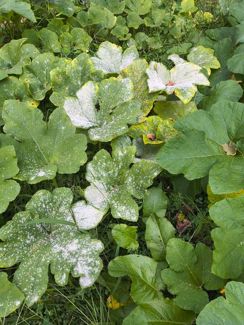 Remove Badly Coated Leaves When Practical