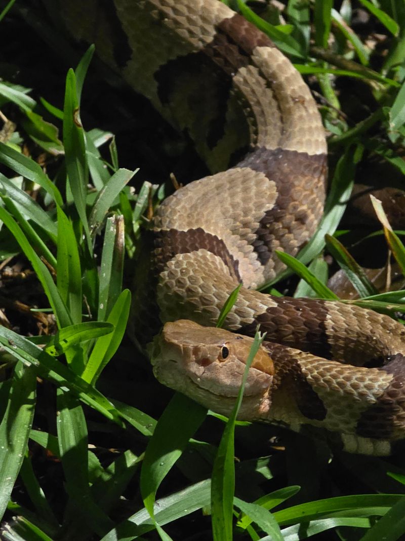 Remove Bird Seed And Pet Food That Draws Rodents