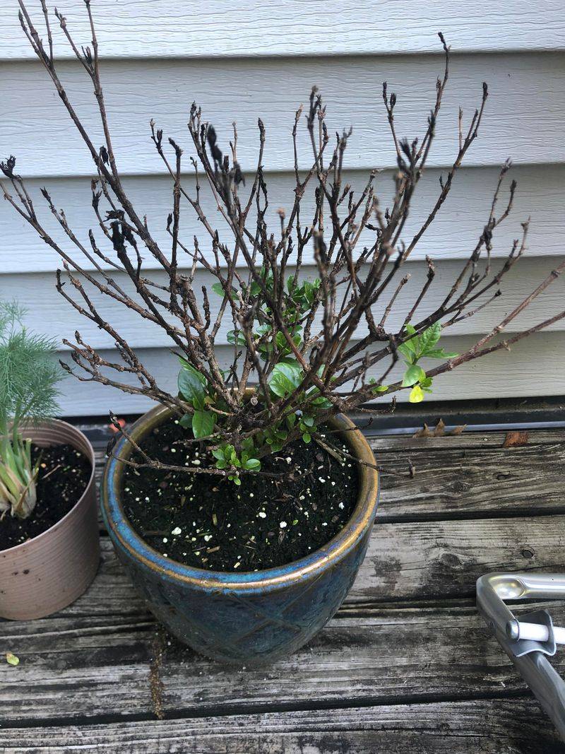 Remove Broken Or Sick Branches When You Find Them Remove Broken Or Sick Branches When You Find Them