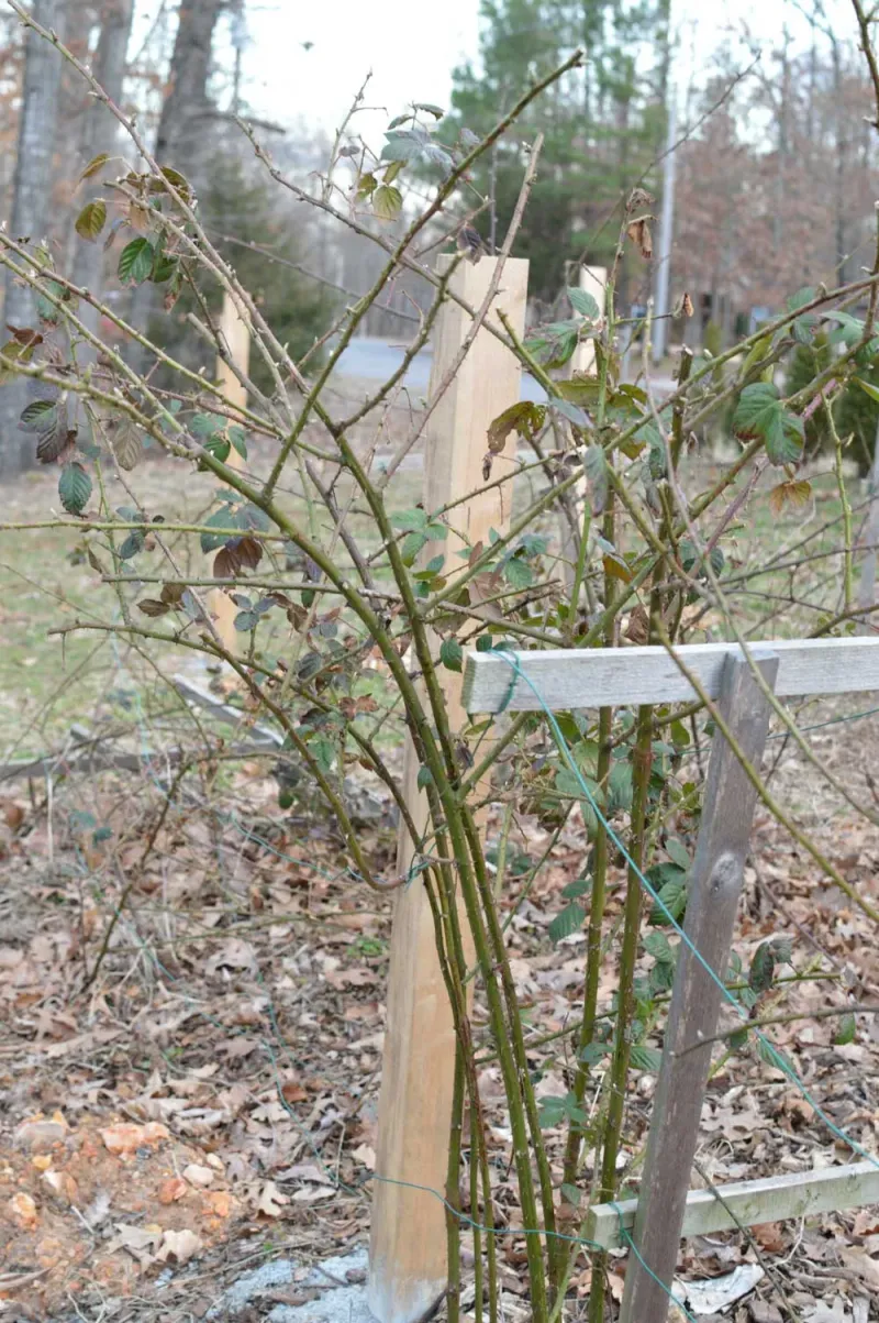 Remove Canes That Already Produced Fruit