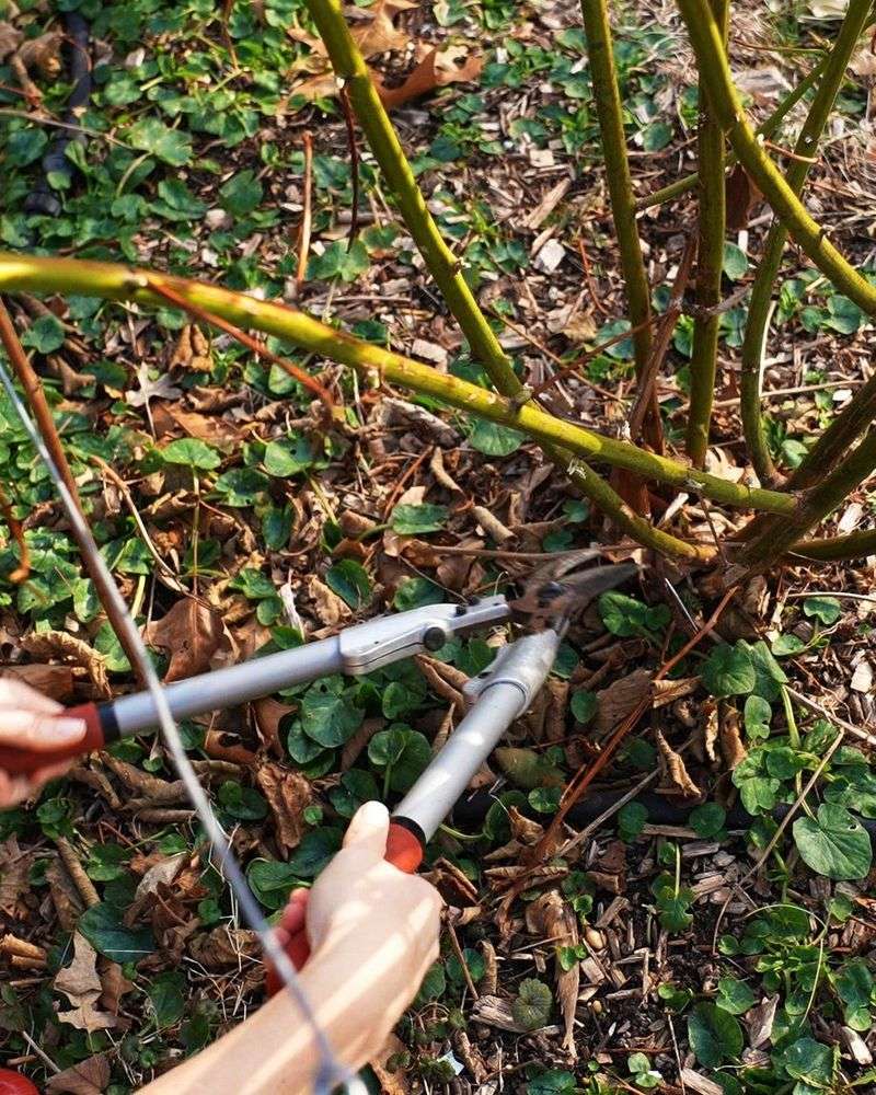 Remove Canes That Finished Producing Fruit Remove Canes That Finished Producing Fruit
