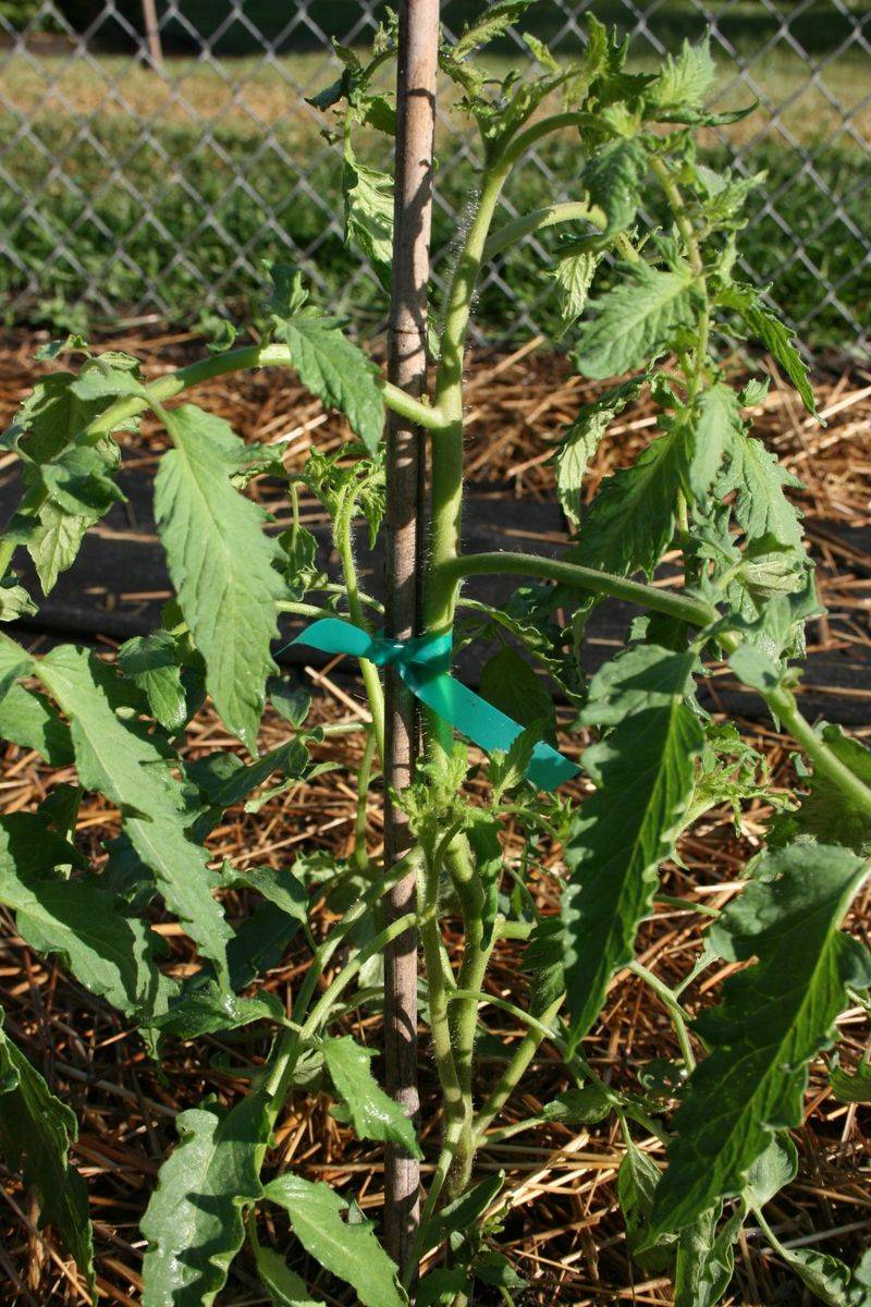 Remove Crops As They Finish