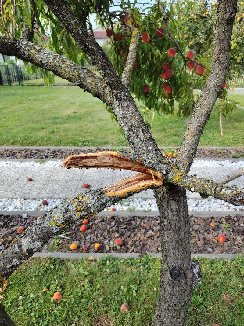 Remove Damaged Branches Before Stormy Weather Arrives