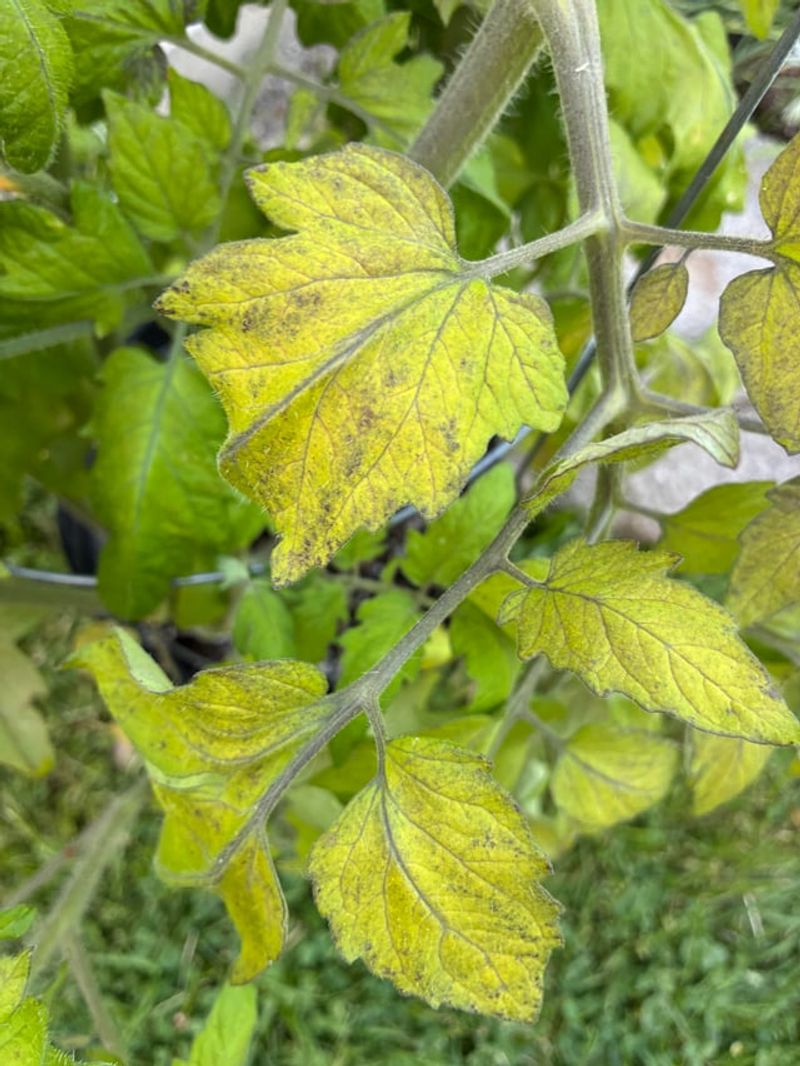 Remove Damaged Leaves That Are No Longer Helping
