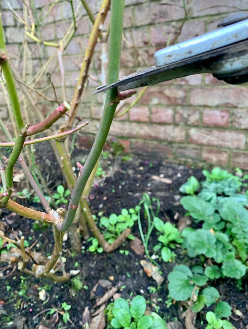 Remove Damaged Rose Canes