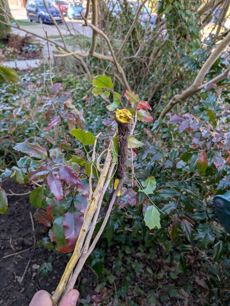 Remove Damaged Stems First Remove Damaged Stems First