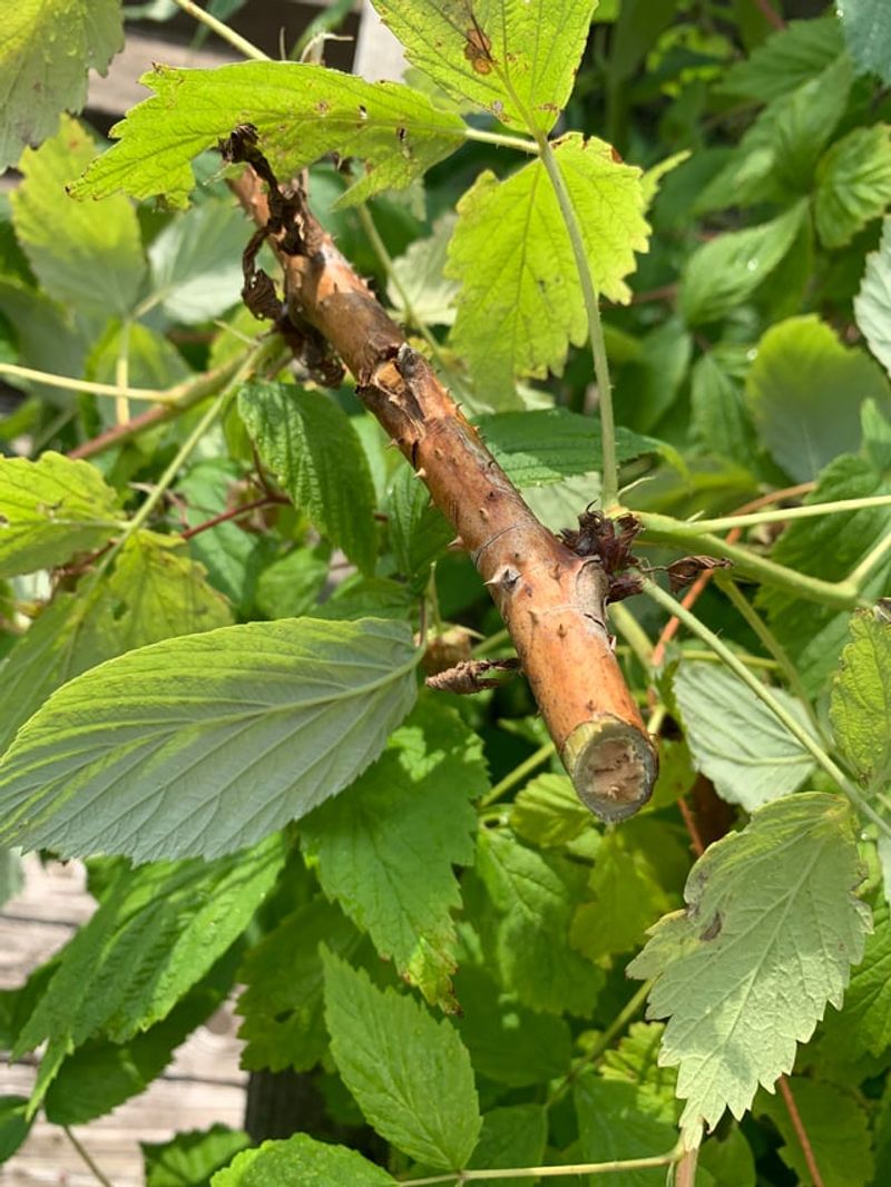 Remove Diseased Canes From The Raspberry Patch Remove Diseased Canes From The Raspberry Patch