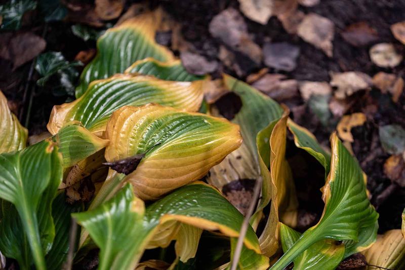 Remove Diseased Foliage As It Fades Remove Diseased Foliage As It Fades