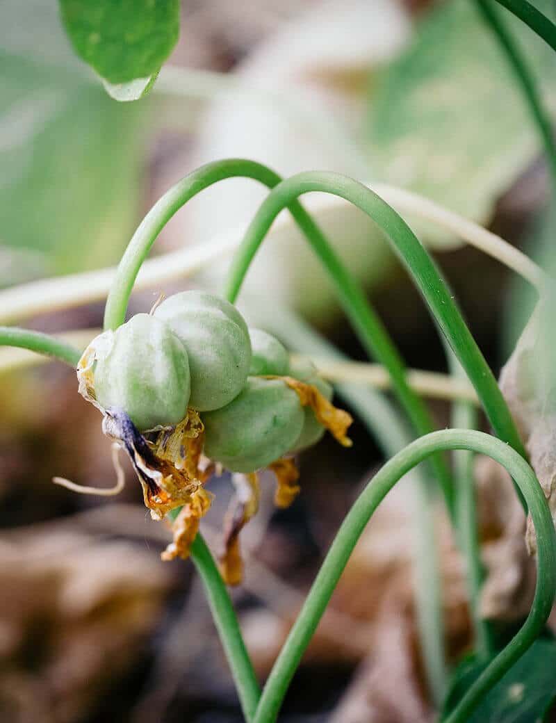 Remove Diseased Leaves Before Fall Rain Spreads Problems