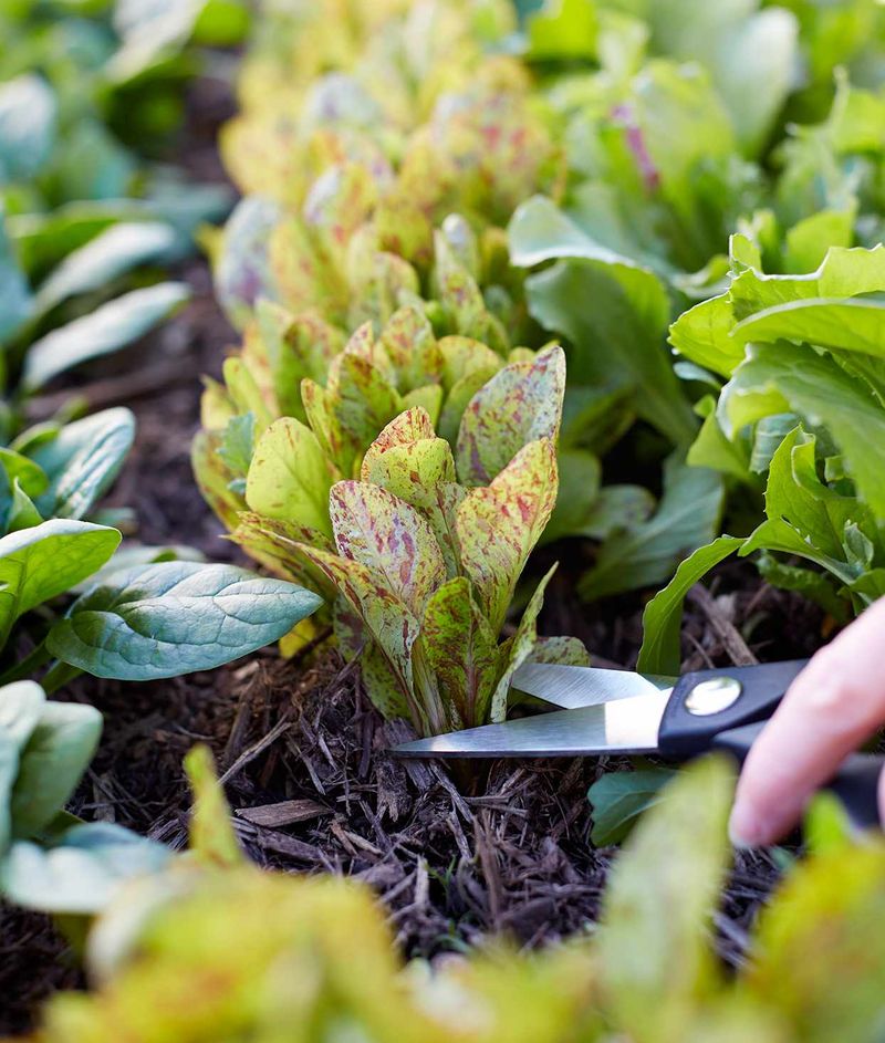 Remove Diseased Leaves Before They Hit The Soil Remove Diseased Leaves Before They Hit The Soil