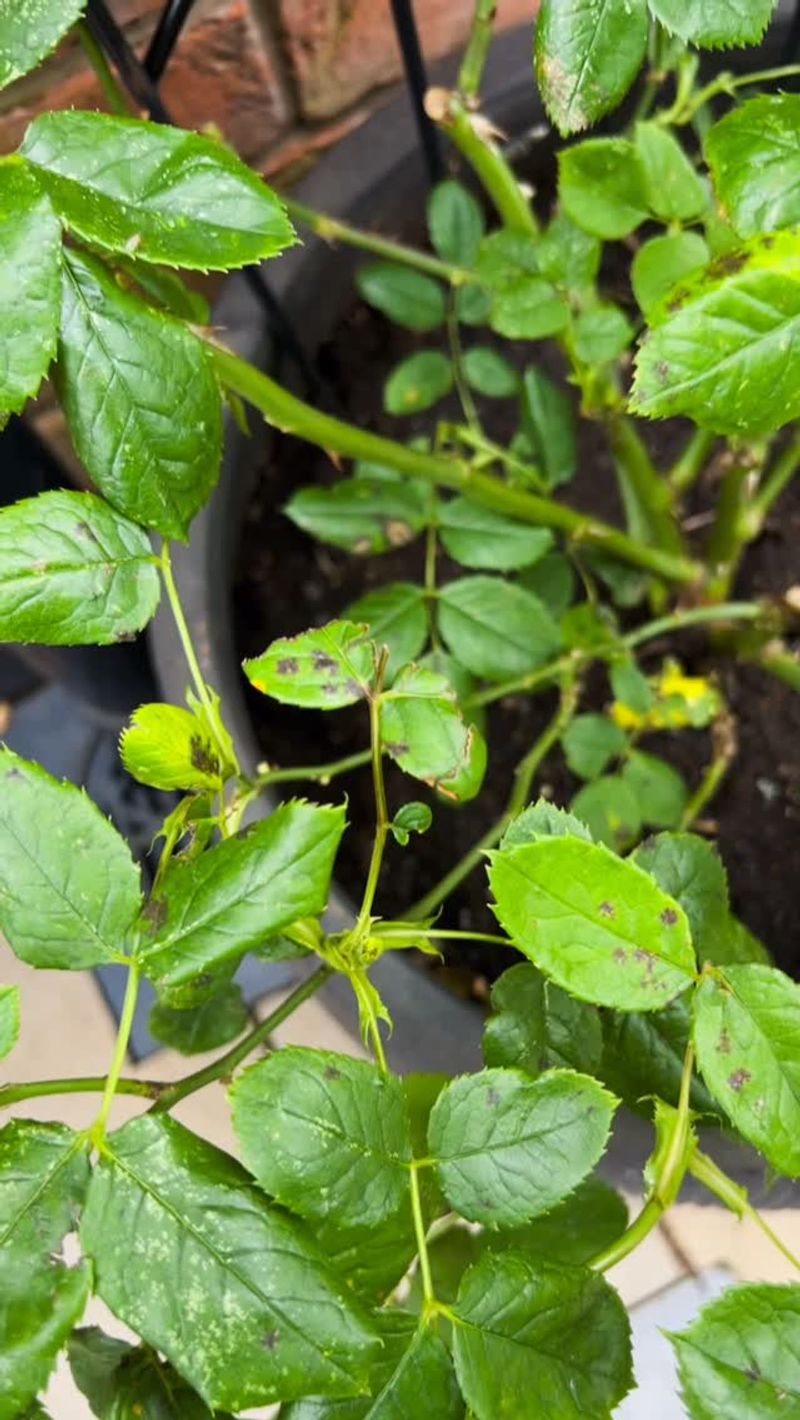 Remove Diseased Leaves Remove Diseased Leaves