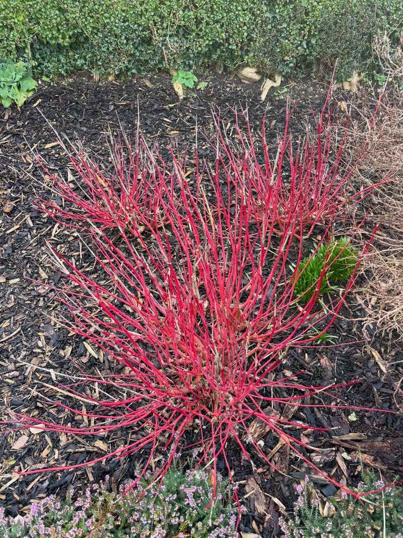 Remove Dry Branches From Dogwoods