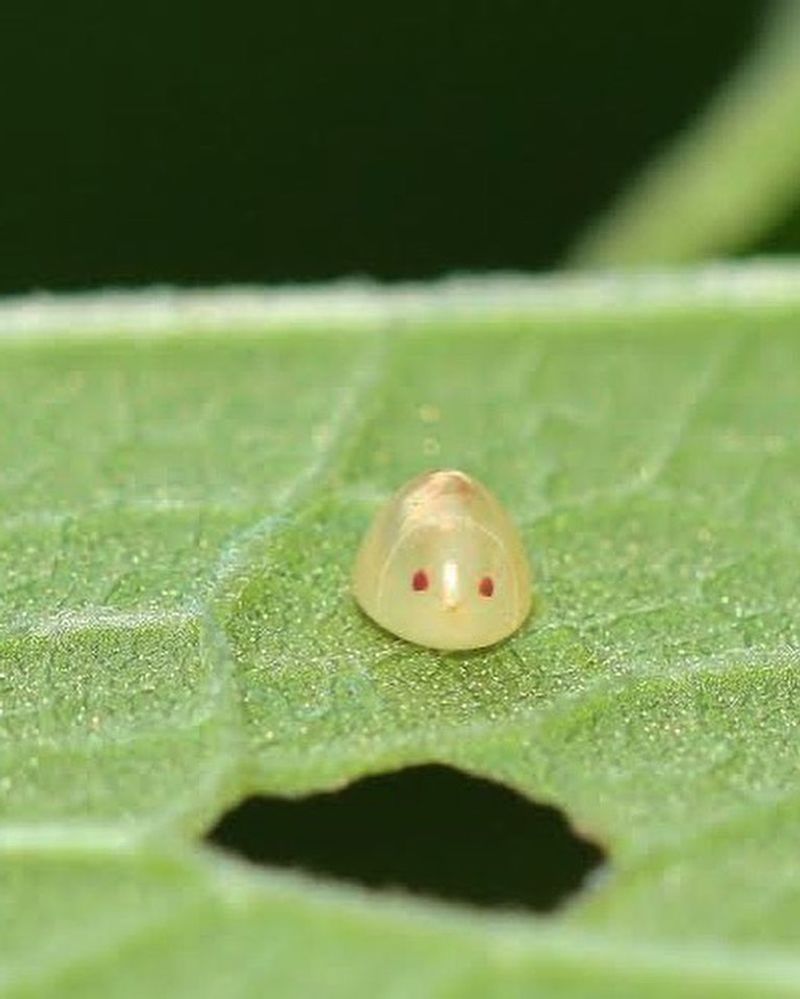 Remove Egg Clusters Before They Hatch