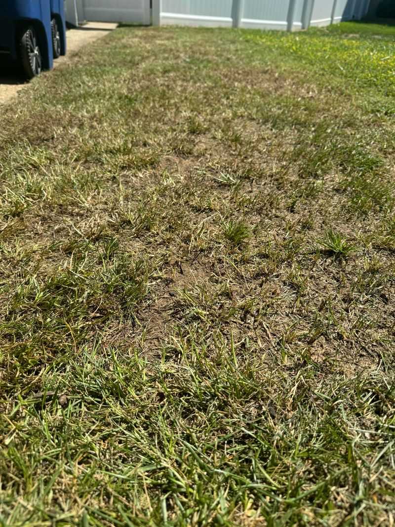 Remove Excess Thatch In Early Fall Remove Excess Thatch In Early Fall