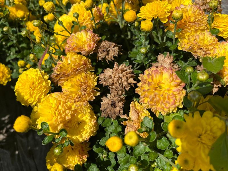 Remove Faded Blooms To Extend Flowering