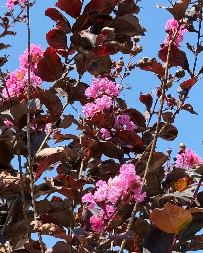 Remove Faded Flower Clusters Before August Ends