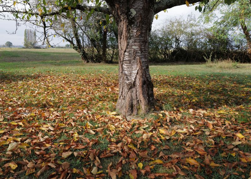 Remove Fallen Leaves To Cut Overwintering Sites
