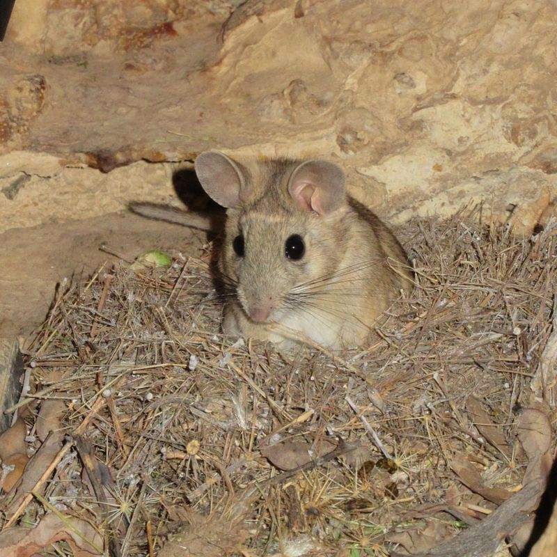 Remove Food Sources That Attract Pack Rats Remove Food Sources That Attract Pack Rats