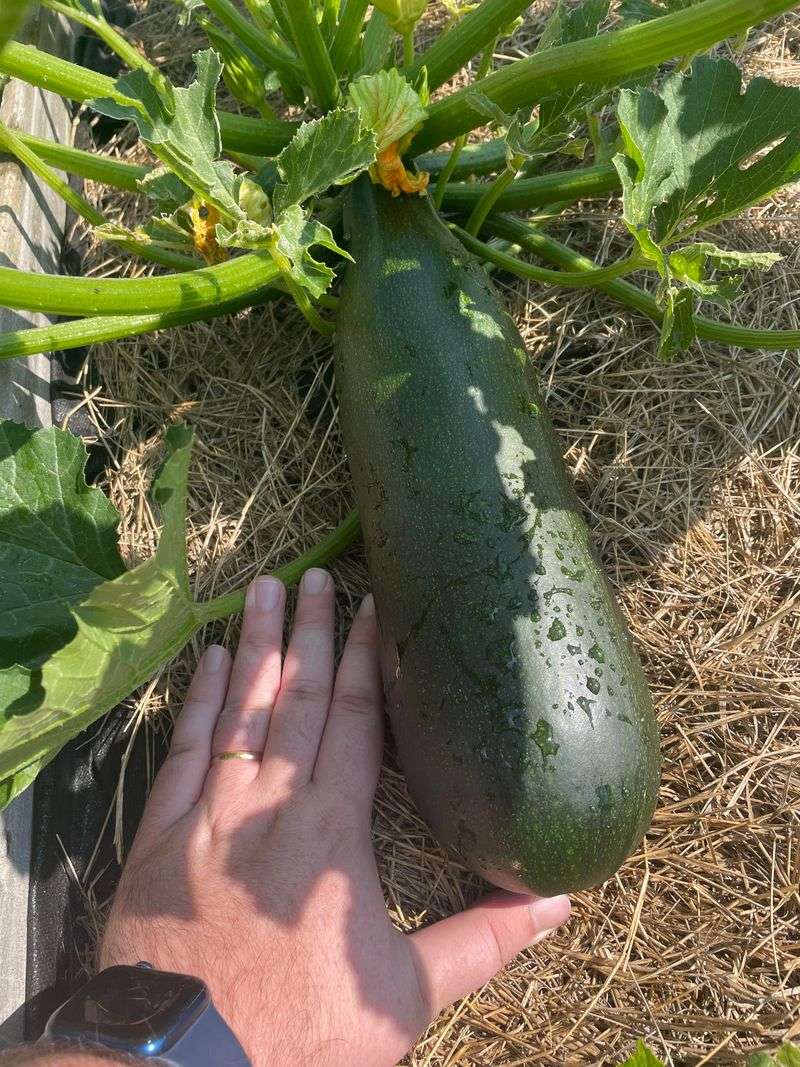 Remove Hidden Fruit Before It Gets Huge
