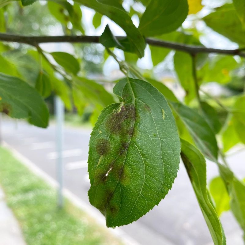 Remove Infected Fruit And Mummified Wood