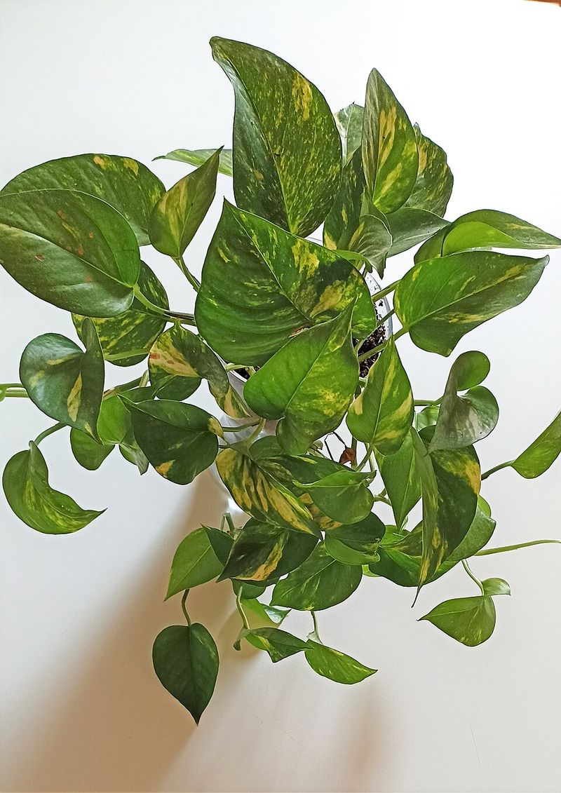 Remove Long, Bare Stems Regularly Remove Long, Bare Stems Regularly