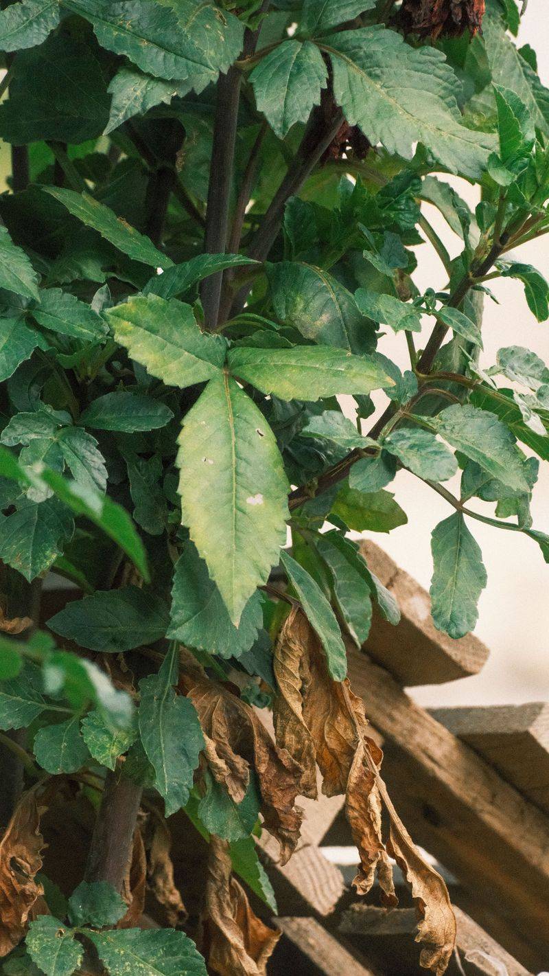 Remove Lower Yellowing Leaves Promptly Remove Lower Yellowing Leaves Promptly