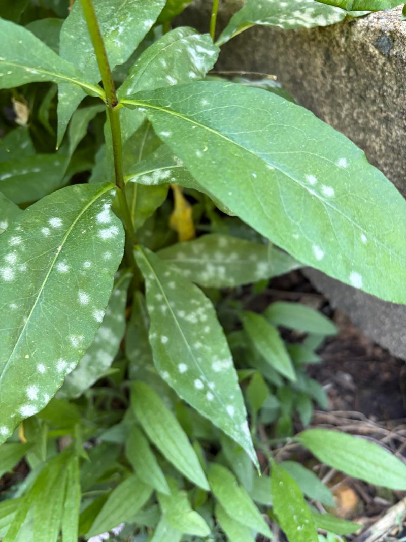 Remove Mildew Marked Growth Promptly Remove Mildew Marked Growth Promptly