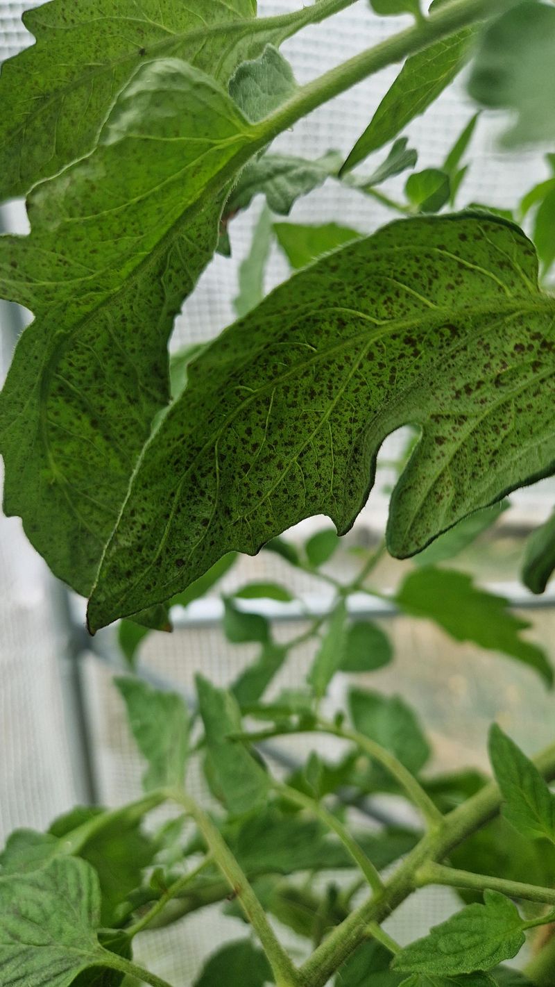 Remove Mud-Splashed Leaves To Reduce Infection Risk Remove Mud-Splashed Leaves To Reduce Infection Risk