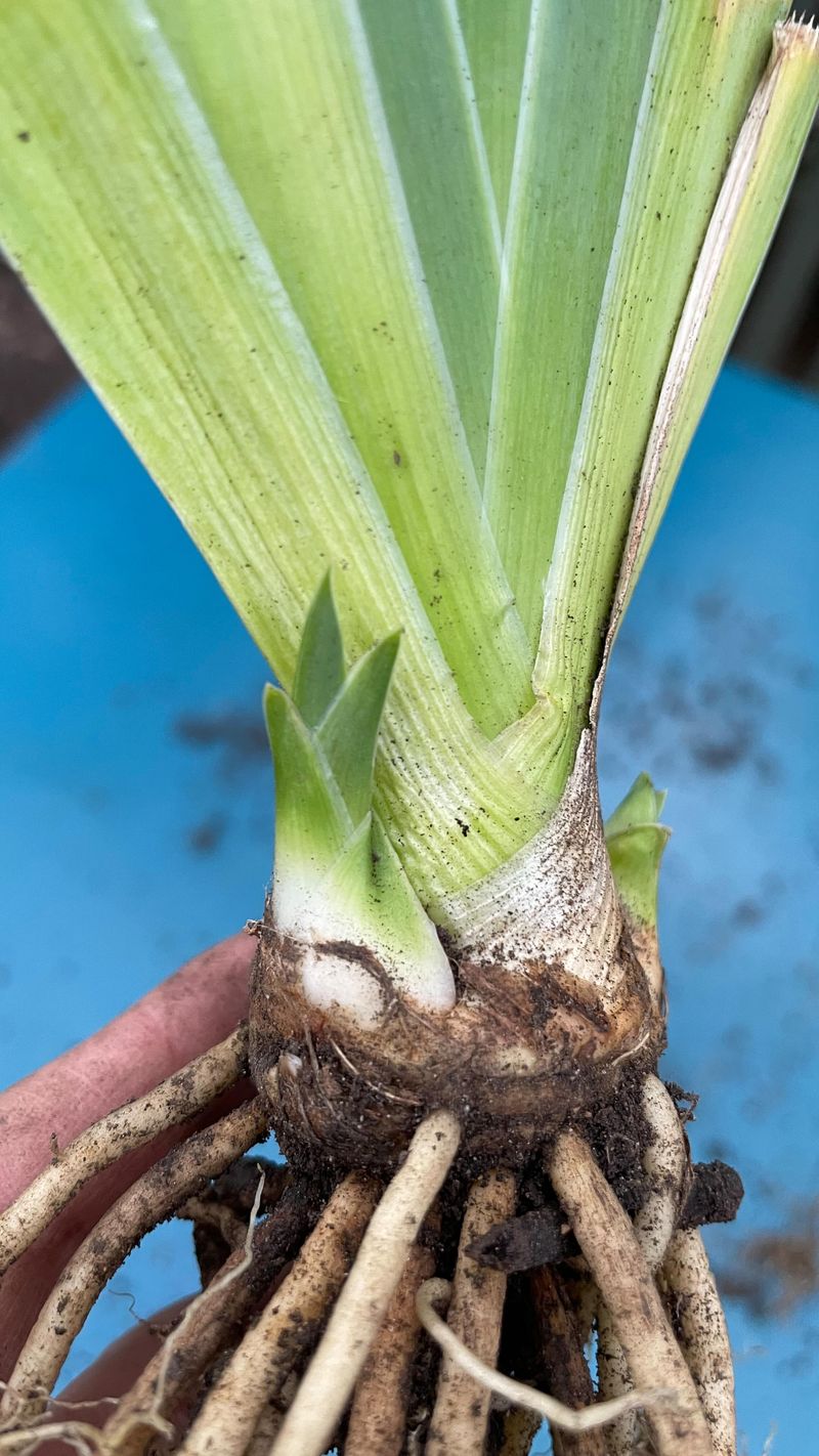 Remove Old Rhizomes