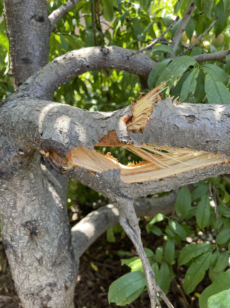 Remove Only Damaged Wood, Not Healthy Growth Remove Only Damaged Wood, Not Healthy Growth