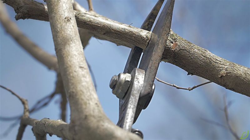 Remove Only Problem Branches In Fall