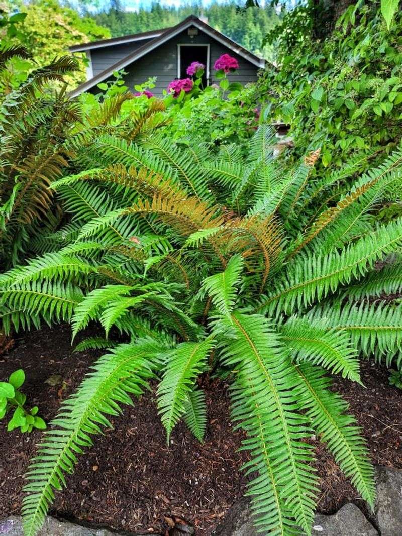Remove Only The Old Brown Fronds First Remove Only The Old Brown Fronds First