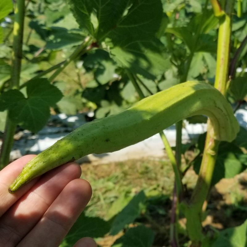 Remove Overgrown Pods Right Away Remove Overgrown Pods Right Away