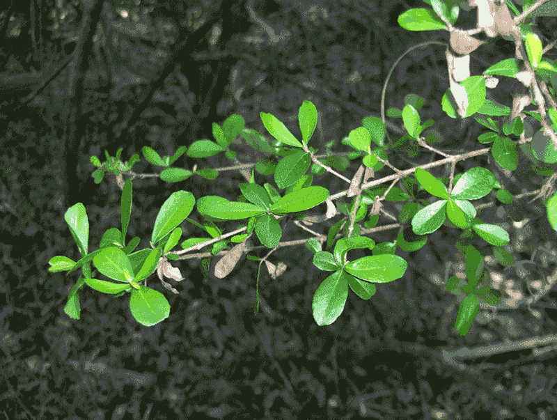 Remove Problem Branches Without Stripping The Canopy Remove Problem Branches Without Stripping The Canopy