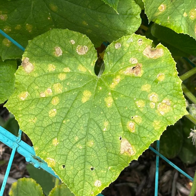 Remove Severely Damaged Leaves Remove Severely Damaged Leaves