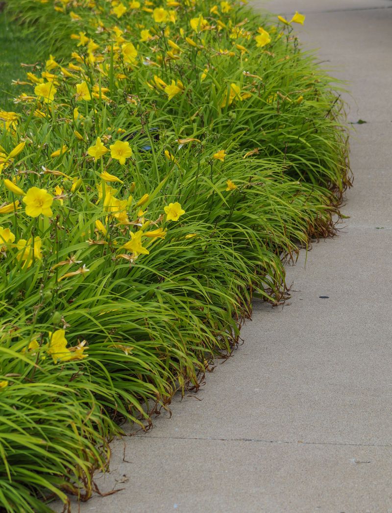 Remove Sharp Edges From Garden Borders Remove Sharp Edges From Garden Borders